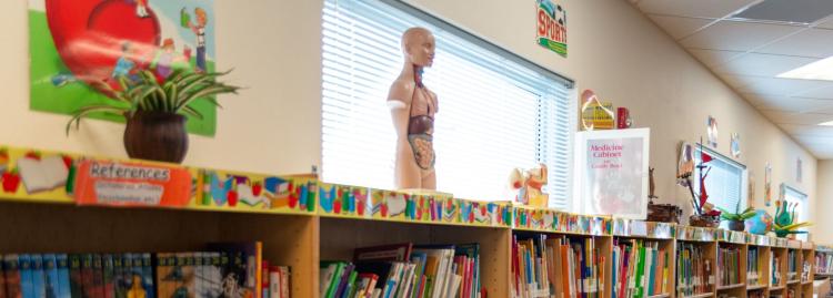 Anatomical model of a human head and torso on top of shelf in the library.